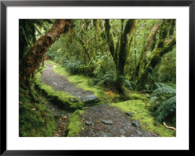 The Milford Track Running Through Temperate Rainforest Trees by Mark Cosslett Pricing Limited Edition Print image