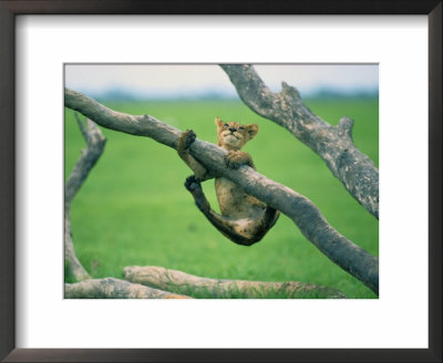 A Young Lion Cub Tries To Hold On To A Tree Branch by Beverly Joubert Pricing Limited Edition Print image