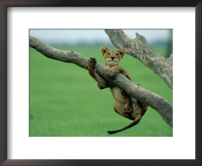 A Lion Cub Hangs From A Branch by Beverly Joubert Pricing Limited Edition Print image
