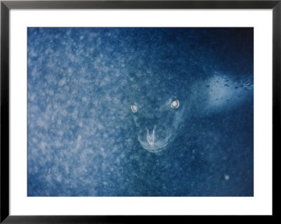 Leopard Seal Peers Through A Veil Of Plankton Off The Coast Of Antarctica by Bill Curtsinger Pricing Limited Edition Print image