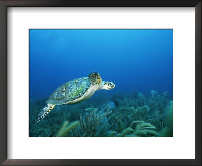 An Endangered Hawksbill Turtle Swims Along The Sea Floor by Brian J. Skerry Pricing Limited Edition Print image