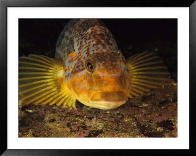 A Close View Of The Face Of A Member Of The Rockfish Family by Bill Curtsinger Pricing Limited Edition Print image
