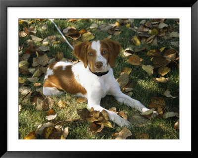 Portrait Of A Brittany Spaniel Puppy by Paul Damien Pricing Limited Edition Print image