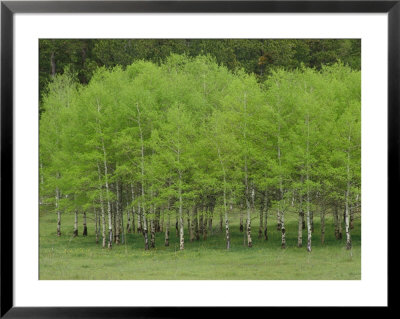 Aspen Trees Wear The Vivid Green Of New Growth In Black Hills National Forest by Phil Schermeister Pricing Limited Edition Print image