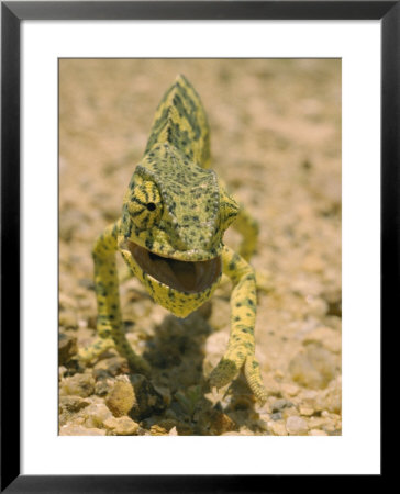 Close View Of A Flap-Necked Chameleon by Jason Edwards Pricing Limited Edition Print image