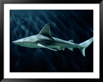 A Sand Bar Shark by George Grall Pricing Limited Edition Print image