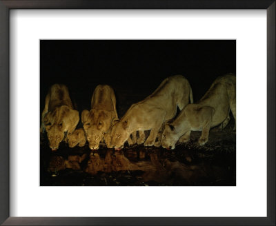 Lionesses And Cubs Drink From A Watering Hole At Night by Beverly Joubert Pricing Limited Edition Print image