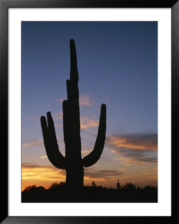 A Saguaro Cactus Silhouetted Against The Evening Sky by Taylor S. Kennedy Pricing Limited Edition Print image