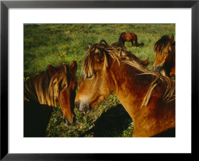 Wild Horses On Sable Island Originally Owned By Acadians Who Were Forcibly Moved From Nova Scotia by Eightfish Pricing Limited Edition Print image