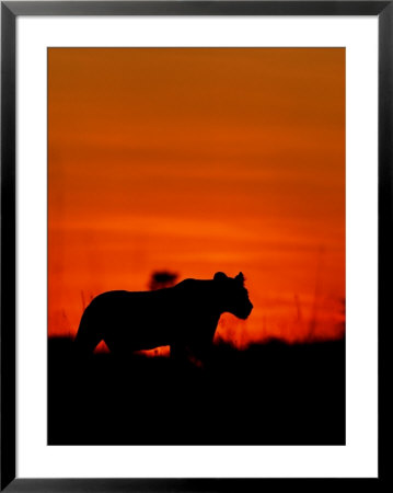 A Lioness Gathering Her Cubs Together At Sunset by Beverly Joubert Pricing Limited Edition Print image