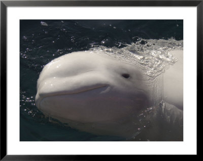 A Beluga Whale Gazes At The Camera by Taylor S. Kennedy Pricing Limited Edition Print image