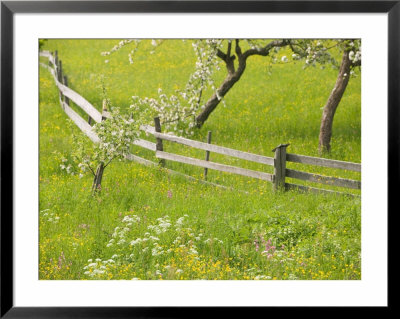 Spring Blossoms And Alpine Field, Kranjska Gora, Gorenjska, Slovenia by Walter Bibikow Pricing Limited Edition Print image
