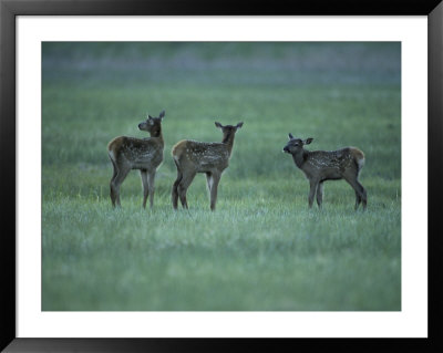 Elk Or Wapiti Calves, Yellowstone National Park, Wyoming by Raymond Gehman Pricing Limited Edition Print image