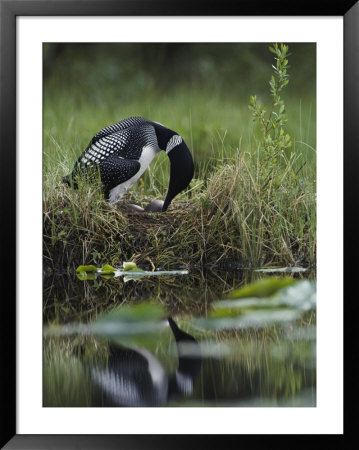 A Loon Raises Itself To Turn Its Eggs With Its Beak While Incubating by Michael S. Quinton Pricing Limited Edition Print image