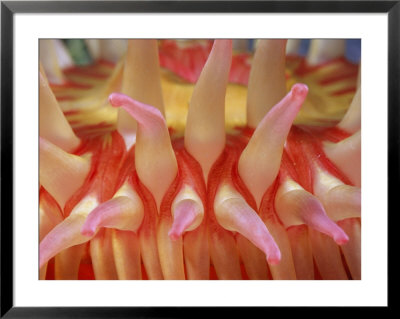 A Close View Of A Red Sea Anemones Tentacles by Bill Curtsinger Pricing Limited Edition Print image