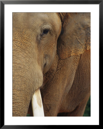 A Close View Of The Face Of An Elephant by Raul Touzon Pricing Limited Edition Print image