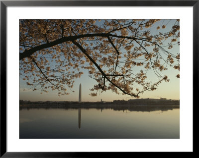 A View Of The Washington Monument, Framed By A Blooming Cherry Tree by Karen Kasmauski Pricing Limited Edition Print image