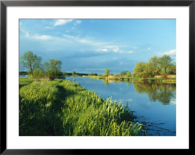 Marshlands In Spring, Unteres Odertal National Park, Germany by Norbert Rosing Pricing Limited Edition Print image