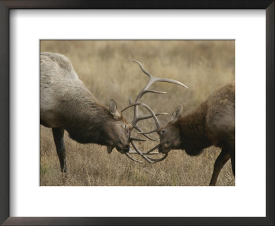 Male Wapitis, Or Elk, Sparring by Norbert Rosing Pricing Limited Edition Print image