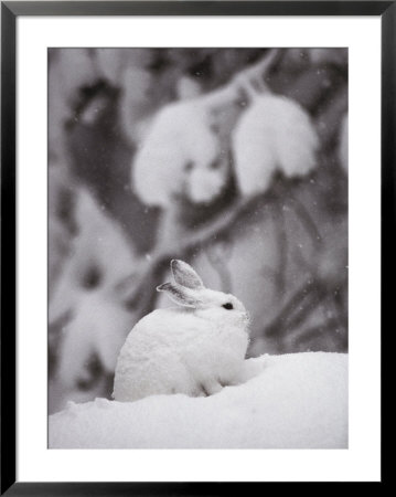 Portrait Of A Snowshoe Hare by Michael S. Quinton Pricing Limited Edition Print image