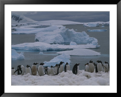 A Colony Of Gentoo Penguins In An Icy Environment by Gordon Wiltsie Pricing Limited Edition Print image