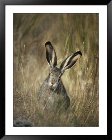 A White-Tailed Jackrabbit Sits In Tall Grass by Michael S. Quinton Pricing Limited Edition Print image