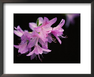 Close View Of A Pink Azalea With The Stamen Jutting Out by Brian Gordon Green Pricing Limited Edition Print image
