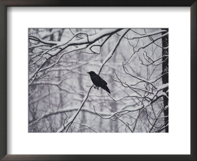 A Black Crow Contrasts With Falling White Snow Blanketing The Surrounding Woods by Stephen St. John Pricing Limited Edition Print image