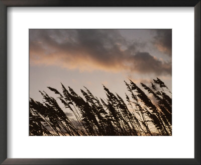 Sea Oats Silhouetted Against A Sunset Sky by Taylor S. Kennedy Pricing Limited Edition Print image