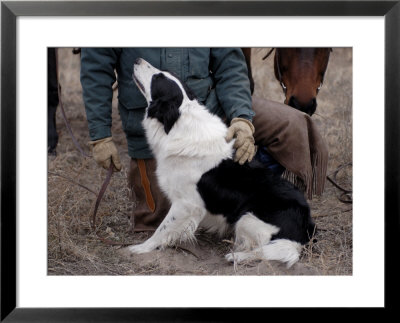 A Male Rancher And His Boarder Collie At The Nebraska National Forest by Joel Sartore Pricing Limited Edition Print image