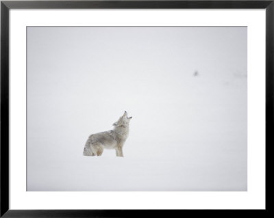 A Coyote Throws Back His Head And Howls by Dr. Maurice G. Hornocker Pricing Limited Edition Print image