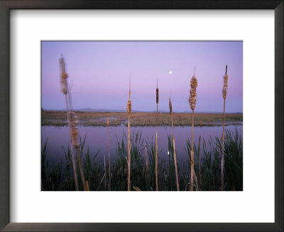 Close-Up Of Cattails by Phil Schermeister Pricing Limited Edition Print image