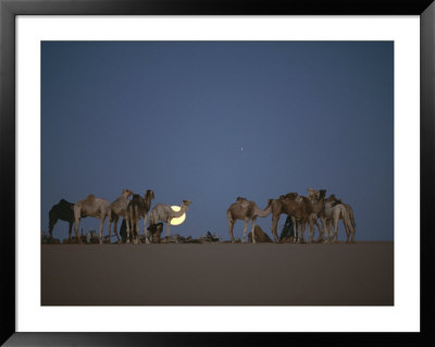 A Caravan Of Camels Settles In Against A Moonlit Sky In The Sahara by Peter Carsten Pricing Limited Edition Print image