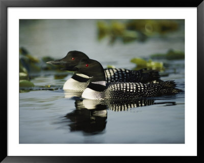 Close View Of A Mated Pair Of Common Loons Swimming In Tandem by Michael S. Quinton Pricing Limited Edition Print image