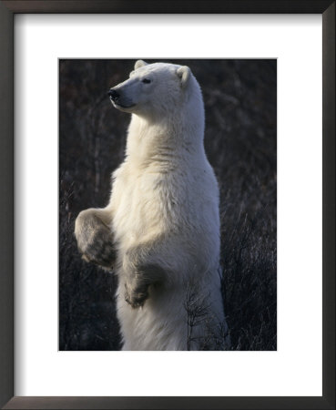 Polar Bear Standing In Willows Checks Its Surroundings by Paul Nicklen Pricing Limited Edition Print image