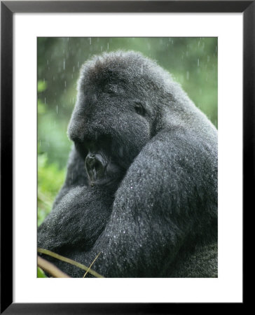 Profile Of A Silverback Moutain Gorilla In The Rain by Michael Nichols Pricing Limited Edition Print image