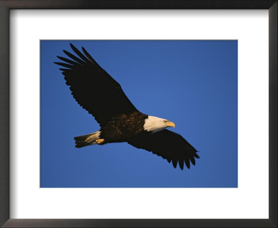 American Bald Eagle In Flight by Paul Nicklen Pricing Limited Edition Print image