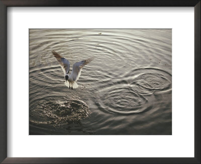 A Laughing Gull Fishes In Florida Bay by Nicole Duplaix Pricing Limited Edition Print image