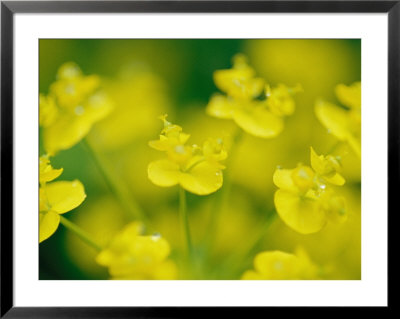 A Close View Of Fresh Yellow Wildflowers by Heather Perry Pricing Limited Edition Print image