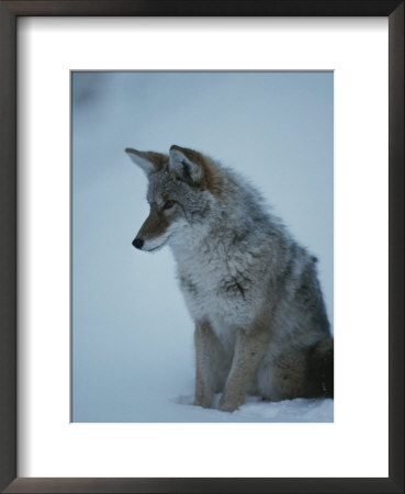 Coyote With Winter Coat, Yellowstone National Park, Wyoming by Raymond Gehman Pricing Limited Edition Print image