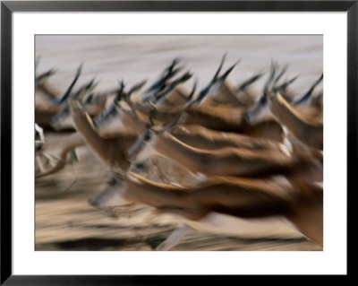 Running Springboks by Nicole Duplaix Pricing Limited Edition Print image