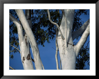 Close-Up Of The Silvery-Gray Trunks And Branches Of Gum Trees by George Grall Pricing Limited Edition Print image