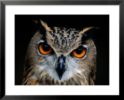 Close-Up Of An Owl by Joel Sartore Pricing Limited Edition Print image
