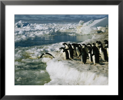 Adelie Penguins Line Up To Dive Into The Icy Antarctic Waters by Maria Stenzel Pricing Limited Edition Print image