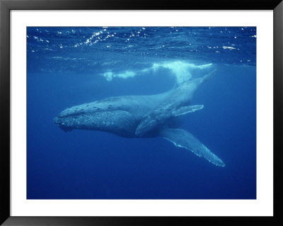 A Mother Humpback Whale And Her Baby by Wolcott Henry Pricing Limited Edition Print image