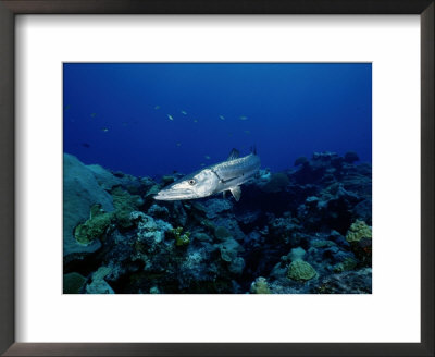 A Great Barracuda by Wolcott Henry Pricing Limited Edition Print image