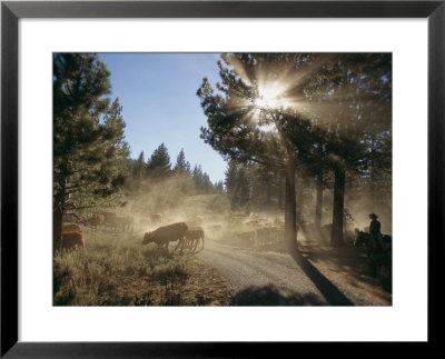 Cattle Cross A Gravel Road On A Fall Cattle Drive On A Ranch by Michael S. Lewis Pricing Limited Edition Print image