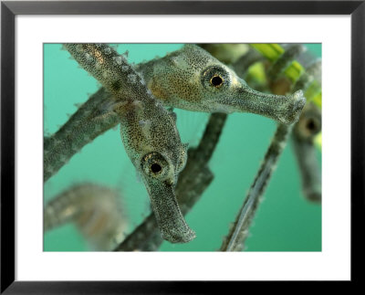 Sea Horse Young In The Wild by George Grall Pricing Limited Edition Print image