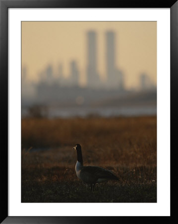 Canada Goose (Branta Canadensis) And Hazy Twin Towers Skyline by Raymond Gehman Pricing Limited Edition Print image