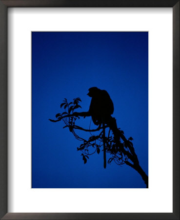 Silhouetted Proboscis Monkey (Nasalis Larvatus) by Mattias Klum Pricing Limited Edition Print image